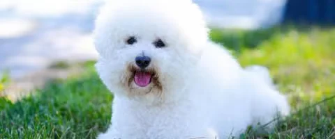 bichon sitting in green grass outdoors