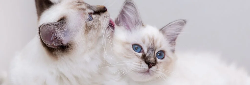 two birman cat playing