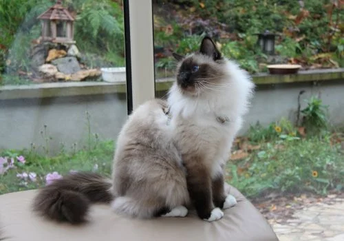 birman cat sitting outdoor
