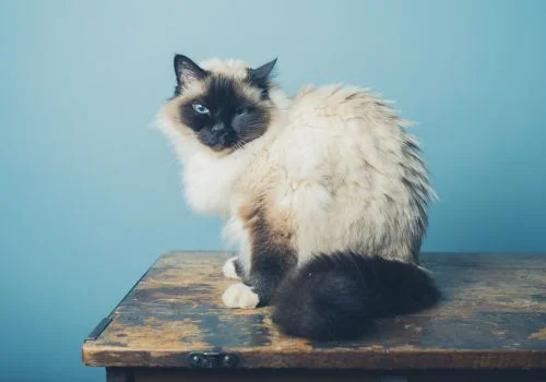 birman cat sitting indoors