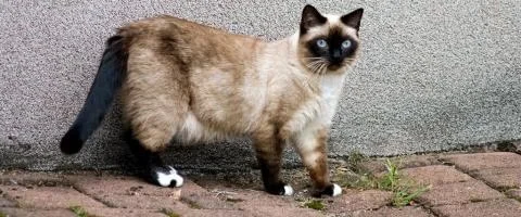 birman cat standing outside