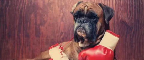 boxer dog biting boxing gloves