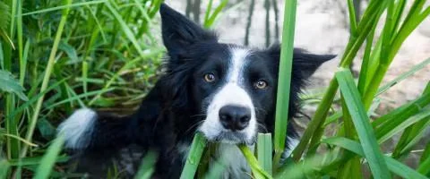 border collie lying in green tall grass