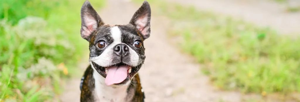 boston terrier smiling outdoors