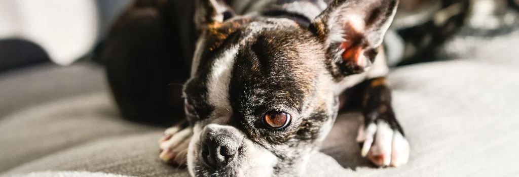 boston terrier lying in the couch indoors