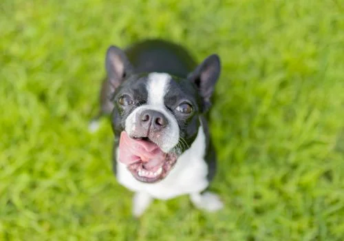 boston terrier smiling staring outdoors