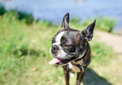 boston terrier smiling in outdoors