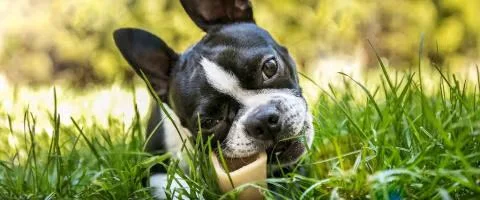 boston terrier eating bone in green grass