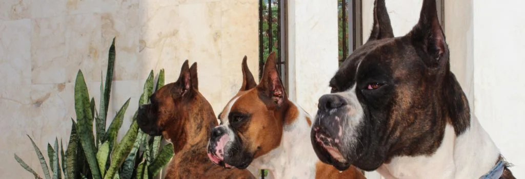 boxer dogs staring sideviews
