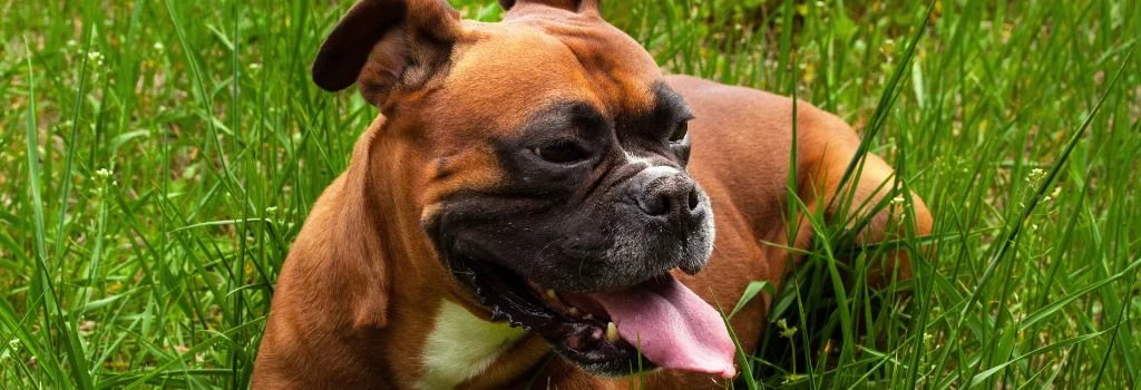 boxer dog lying in green grass outdoors