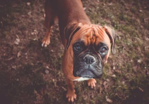 boxer dog staring outdoors