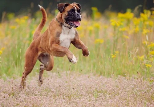 boxer dog jumping outdoors