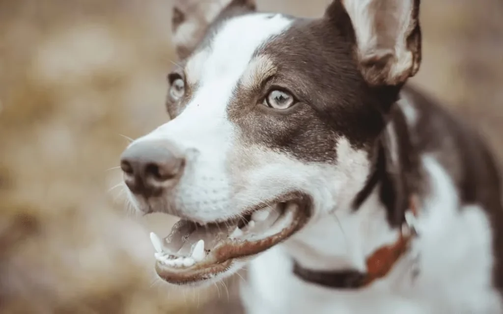 Dog smiling