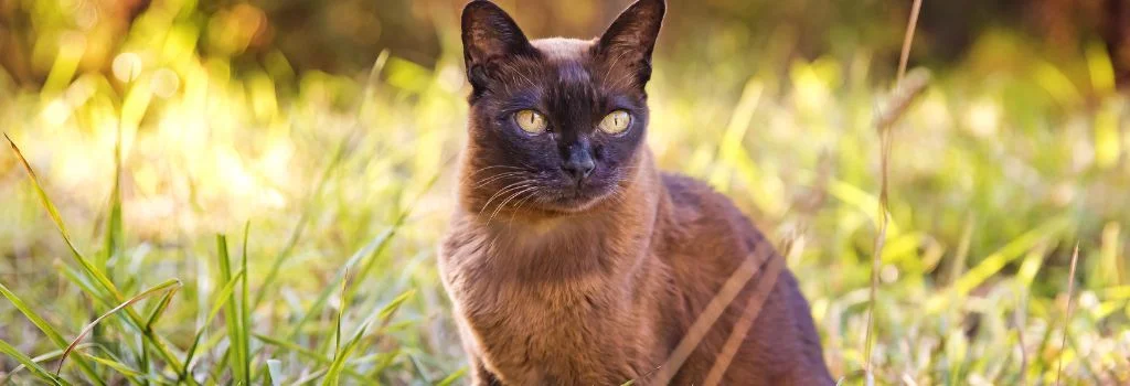burmese cat sitting outdoor