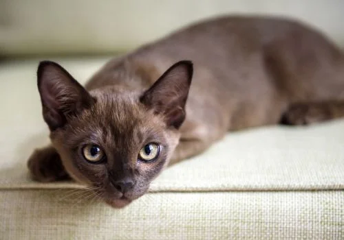 burmese cat sitting in the couch