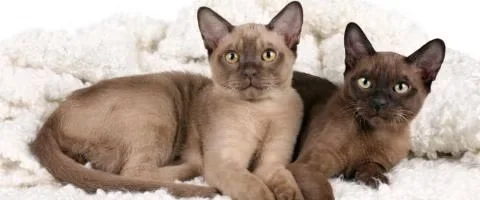 burmese cat relaxing in couch