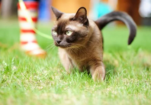 burmese cat playing outdoor