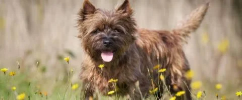 Small brown dog standing in grass with yellow flowers