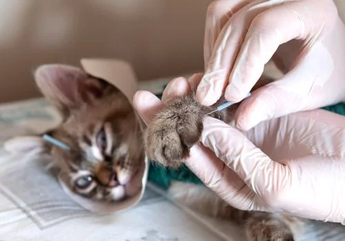 Hand injecting Cat
