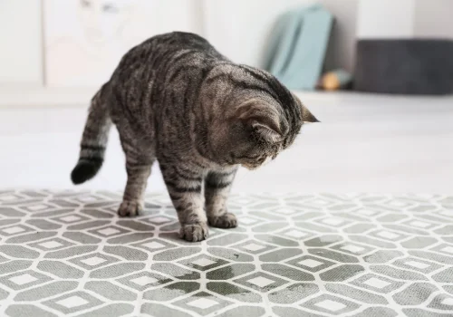 Tabby cat looking at a stain on a patterned rug