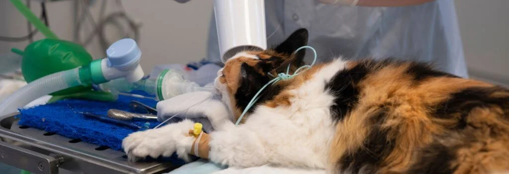 Cat under anesthesia during veterinary surgery preparation