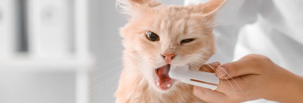 Veterinarian checking a cat’s teeth during a dental exam