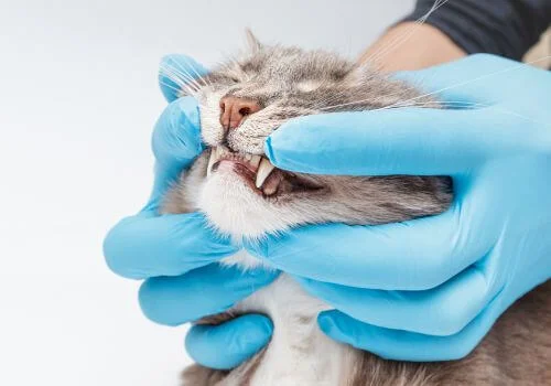 Veterinarian checking a cat’s teeth during a dental exam