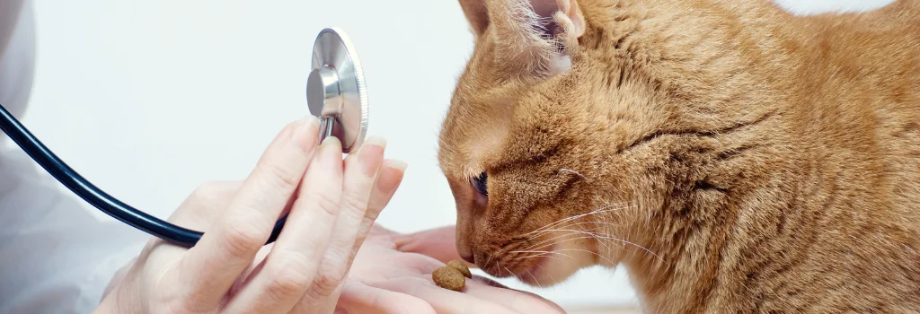 Cat receiving a treat during veterinary care