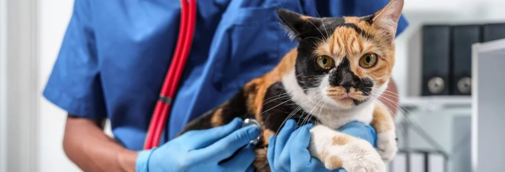 Veterinarian checking a calico cat during a clinic visit