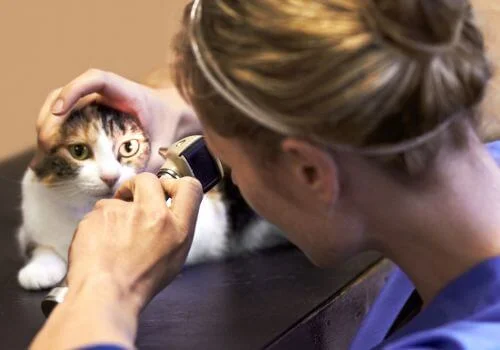 Cat receiving an eye exam during veterinary care