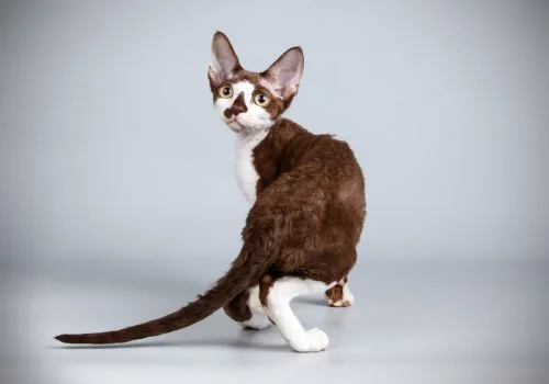 devon cat standing against a gray background