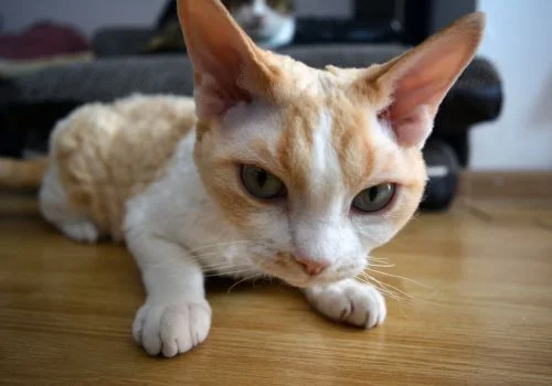 devon cat staring the camera