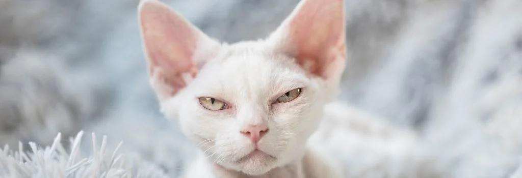 devon cat staring at the camera