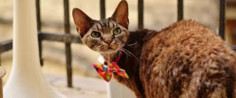 devon cat staring