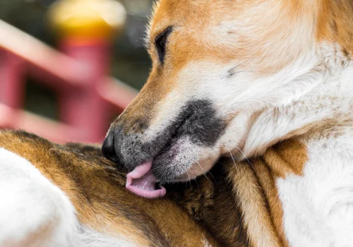 Dog licking its paw outdoors