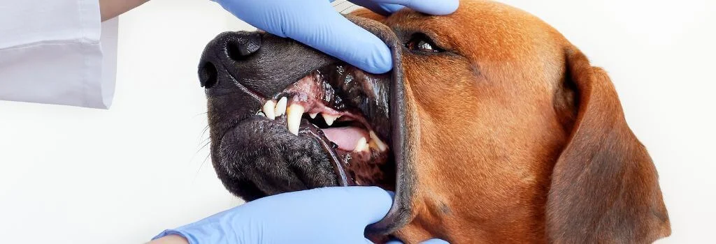 Hand Checking the dog teeth