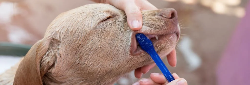 Hand Brushing a dog teeth