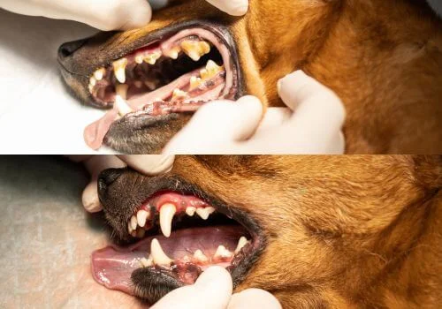 Hand Checking the dog teeth