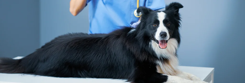Black and white dog lying on an exam table during a veterinary visit