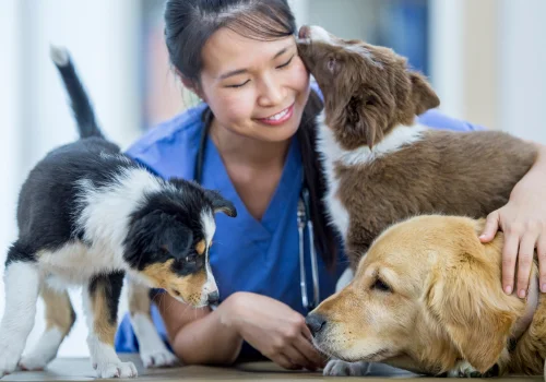 Veterinary staff member caring for three dogs during a clinic visit