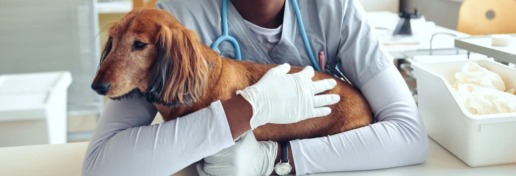 Veterinarian caring for a dog during a clinic visit