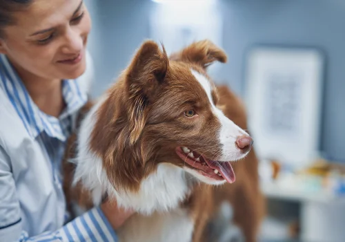 Veterinarian caring for a brown and white dog during a clinic visit