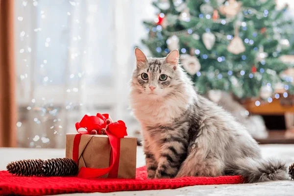 Gray tabby cat sitting near a wrapped gift and Christmas tree