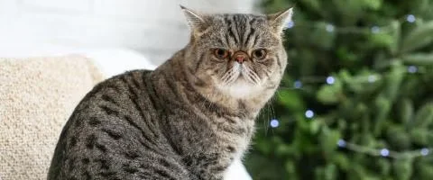 cat sitting with christmas tree background