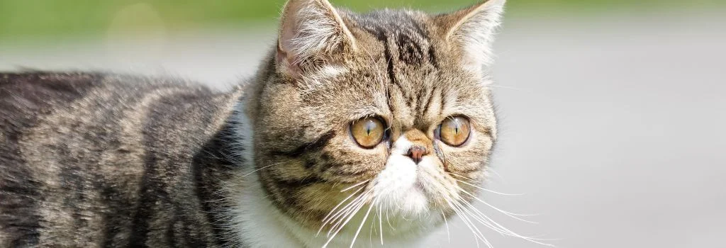 Flat-faced tabby cat with wide eyes outdoors