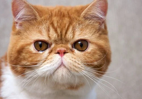 Flat-faced tabby cat with wide eyes outdoors