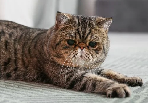 Flat-faced tabby cat with wide eyes outdoors