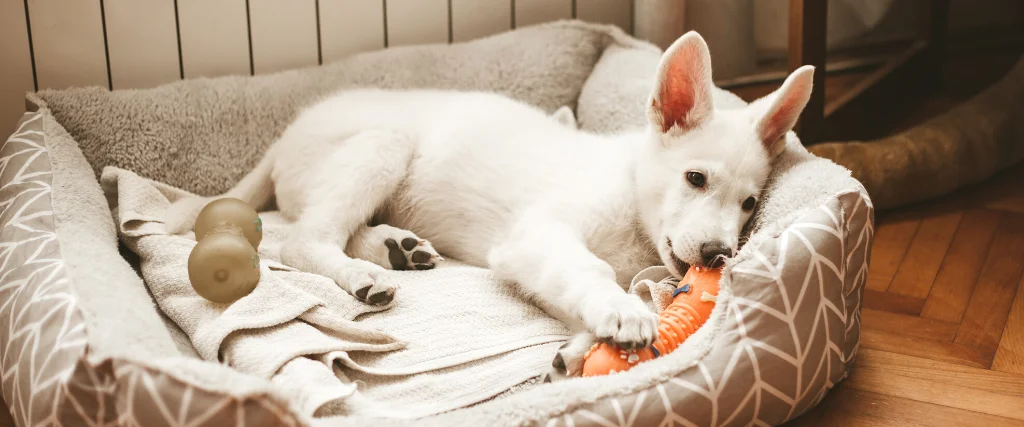 dog relaxing in couch