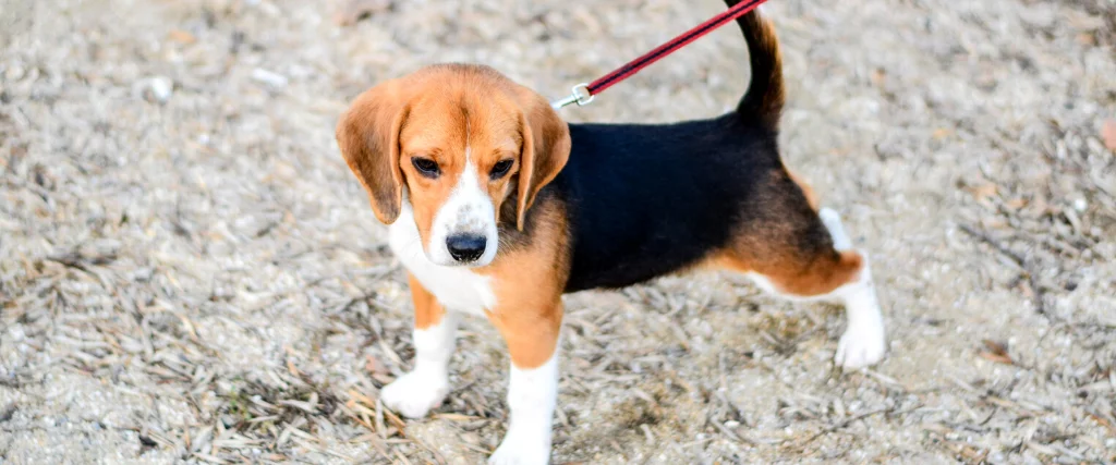 Dog standing outside