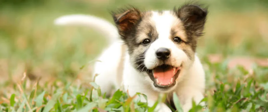 Dog smiling
